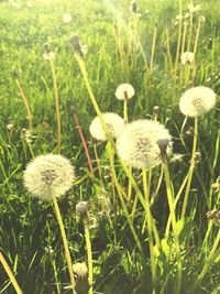 Close-up of white daisy flowers blooming in field