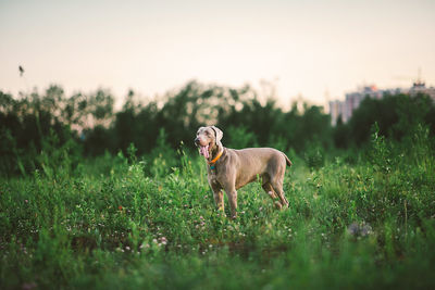 Dog standing in field