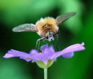 Close-up of bee on flower