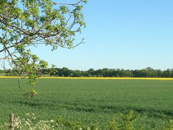 Scenic view of agricultural field against clear sky