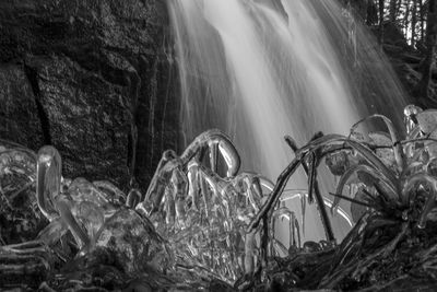 Scenic view of waterfall in forest