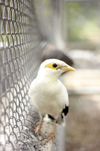 Close-up of bird perching outdoors