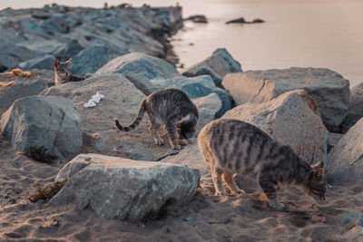 Cats on sand by rocks at beach