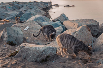 View of sheep on rock at beach