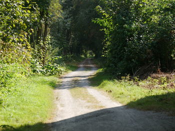 Road amidst trees