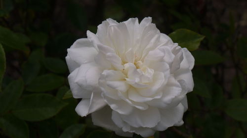 Close-up of white flowers blooming outdoors