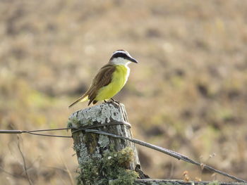 Bird perching on wooden post