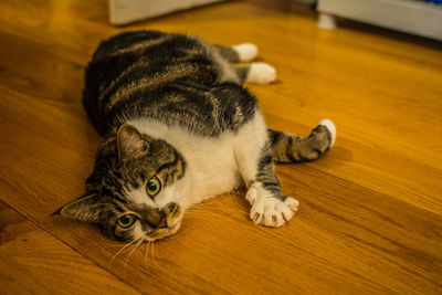 Close-up portrait of cat lying on hardwood floor