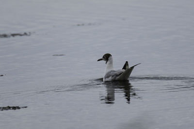 Swans swimming in lake