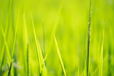 Close-up of crops growing on field