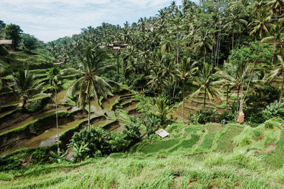 Scenic view of tegallalang rice terraces on bali