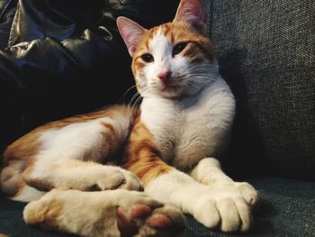 Close-up of cat resting on sofa at home