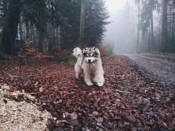 Portrait of dog in autumn leaves