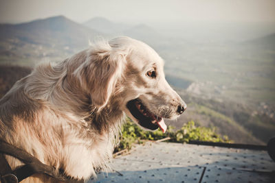 Golden retriever against mountain