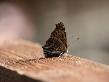 Close-up of butterfly on wood