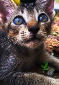 Close-up portrait of a cat