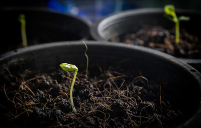 Close-up of small potted plant