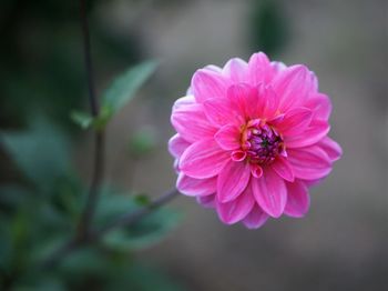 Close-up of pink flower