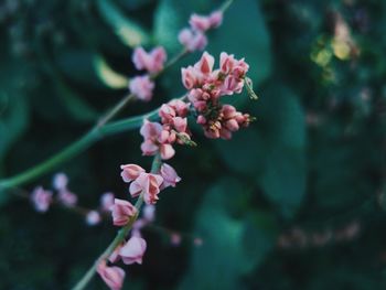 Close-up of flowers blooming outdoors