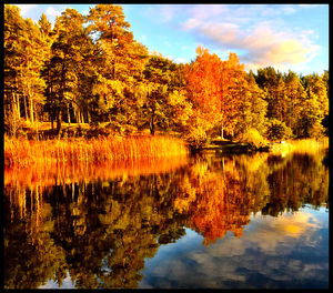 Reflection of trees in water