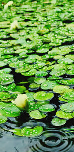 Close-up of lotus water lily in lake