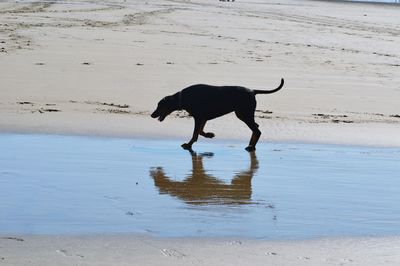 Side view of horse standing on beach