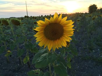 Close-up of sunflower against sky