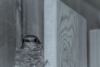 Close-up of a bird