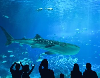 People swimming in aquarium