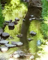 Birds swimming in water