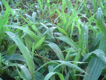 Close-up of wet plants on field