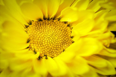 Full frame shot of yellow flower