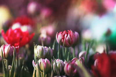 Close-up of pink tulips