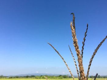 Close-up of stalks against clear blue sky