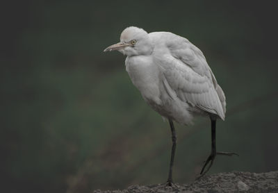 Close-up of bird perching on a land