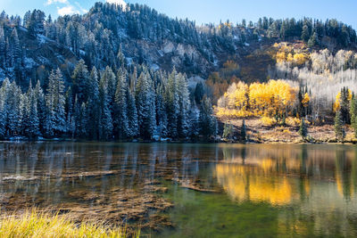 Scenic view of lake in forest during autumn