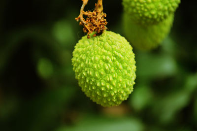 Close-up of leaves