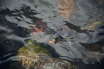 High angle view of koi carps swimming in sea