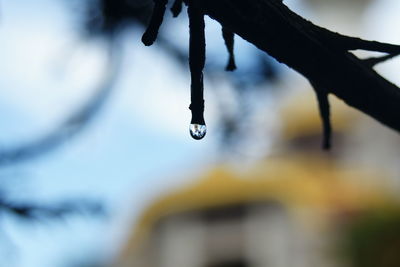 Close-up of raindrops on ice