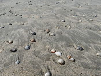 High angle view of shells on sand