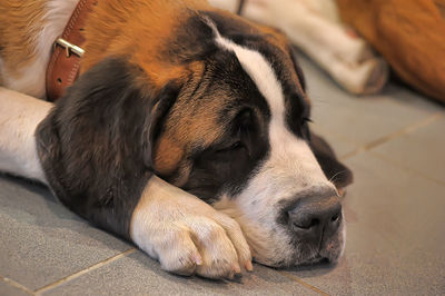 Close-up of dog sleeping on footpath