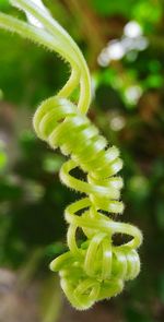 Close-up of leaves