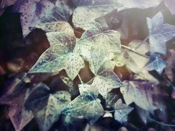 Close-up of leaves