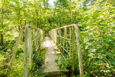 Footbridge amidst trees in forest