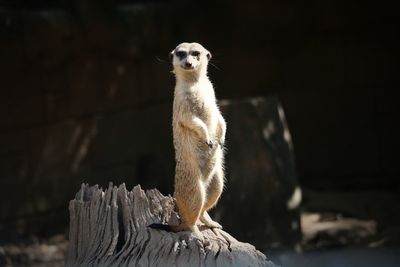 Meerkat  standing on wood