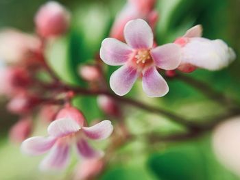 Close-up of pink flowering plant