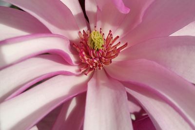 Close-up of pink flower