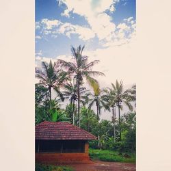 Palm trees against the sky