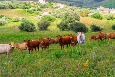 Cows grazing in field