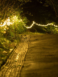 Close-up of illuminated tree at night
